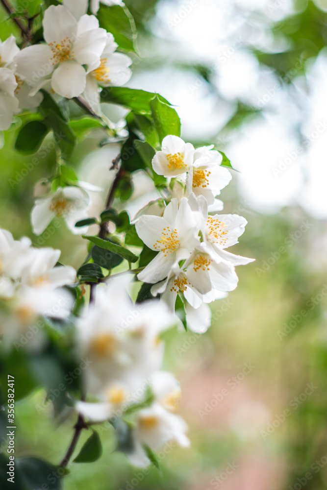 Jasmine bush branch with blooming white flowers isolated with shallow depth of field bubble bokeh background