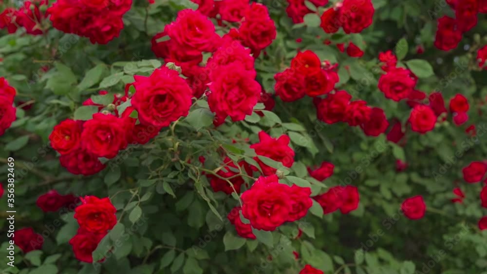 Rose bush swaying in the wind Rose bush swaying in the wind