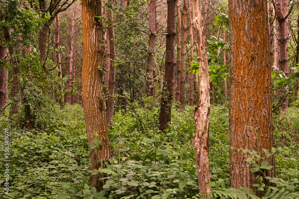 Fototapeta premium trees in a forest
