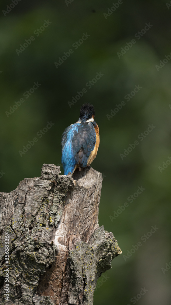 Fototapeta premium Martin Pescatore