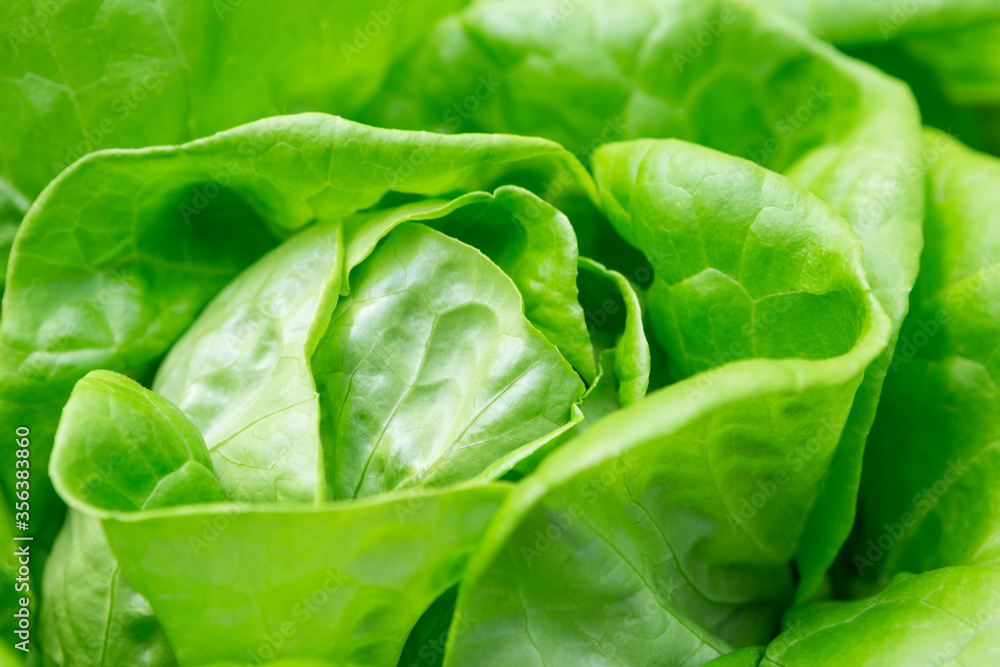 Closeup fresh green lettuce, vegetable garden, fresh salad Closeup fresh green lettuce, vegetable garden, fresh salad
