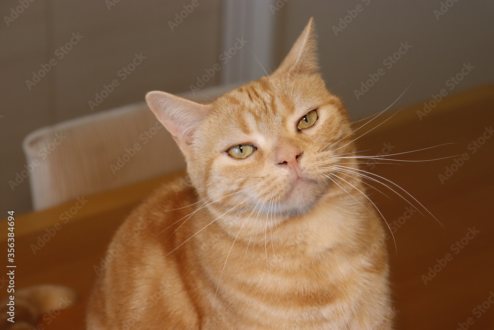 不機嫌顔の猫アメリカンショートヘアレッドタビー Stock Photo Adobe Stock