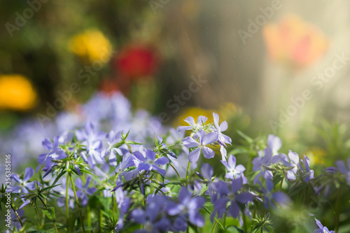 Fresh Blue Phlox divaricata blooms on background of blurred spring flower garden
