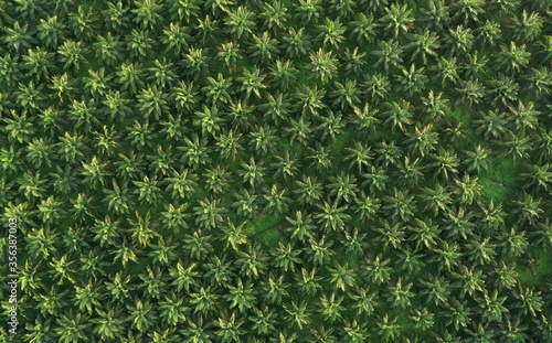 Palm Oil Plantation. Tree pattern.