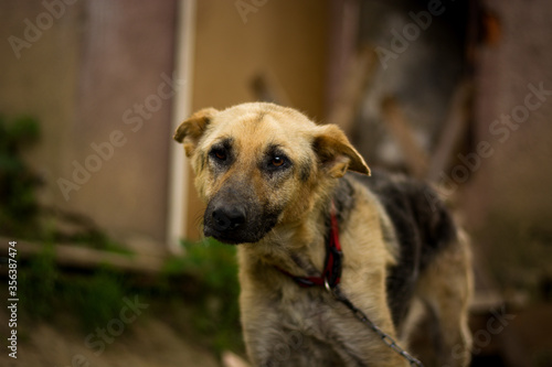 Starvation german shepherd mix dog in gypsy village. Mistreated poor dog with demodex. Dogs in Slovak gypsy village.