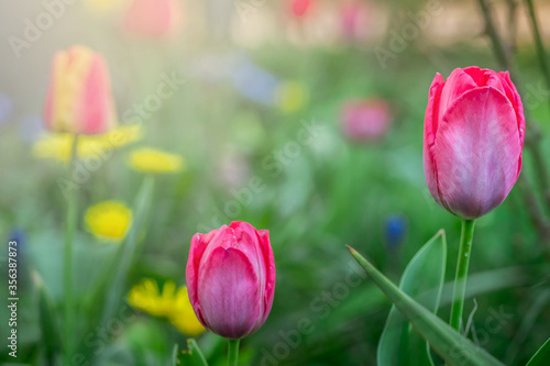 Beautiful pinkish red tulip grows among blooming flowers on background of blurry spring garden