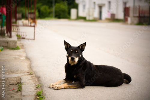 german shepherd and rottweiler mix sad dog. Dogs in Slovak gypsy village.