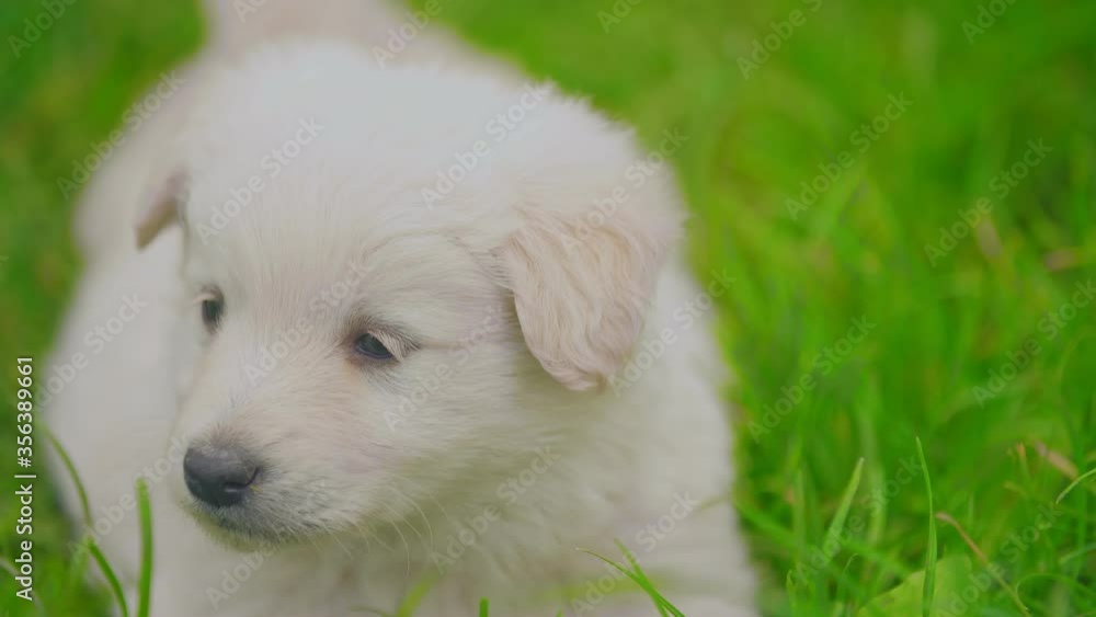 white puppy in green grass white puppy in green grass
