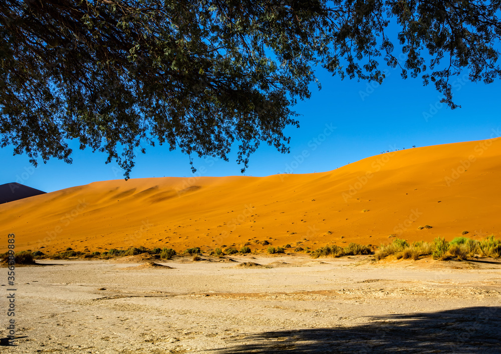 Vegetation in the Namib Desert in Sossusvlei