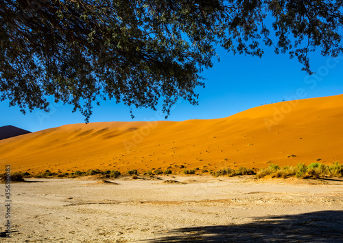 Vegetation in the Namib Desert in Sossusvlei