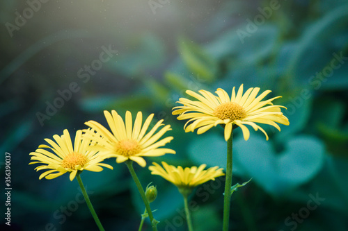 Fotografia Blooming of Yellow Doronicum Orientale leopard's bane flowers in spring garden