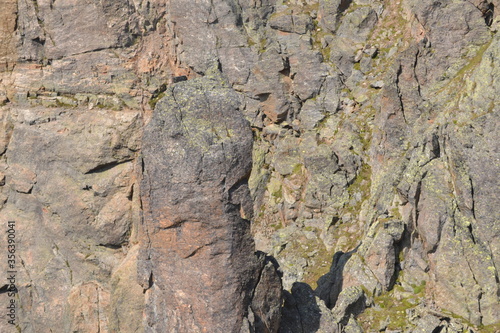 bark of a tree