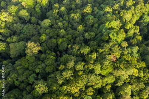 A Beautiful View Of Tropical Rainforest © Mohd Khairil