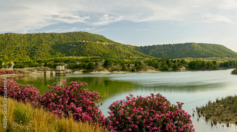 Naklejka premium Oleanders in bloom in the Embalse del Mayes in Murcia. Spain