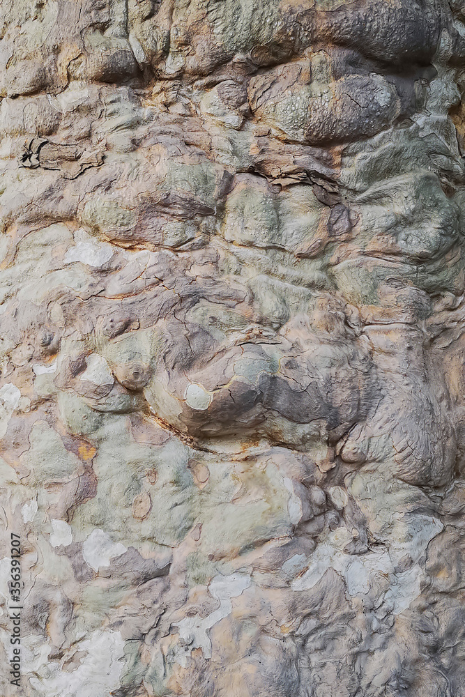 Fototapeta premium Unusual wooden texture in calm colors, wooden background