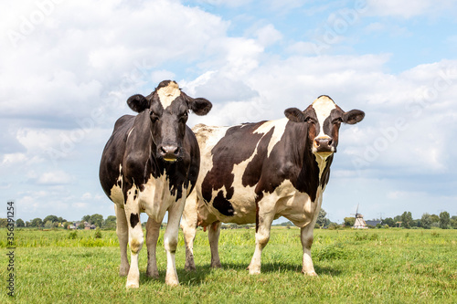 Two black and white cows, frisian holstein, a mill in the background, standing in a pasture under a blue sky and a straight horizon. © Clara