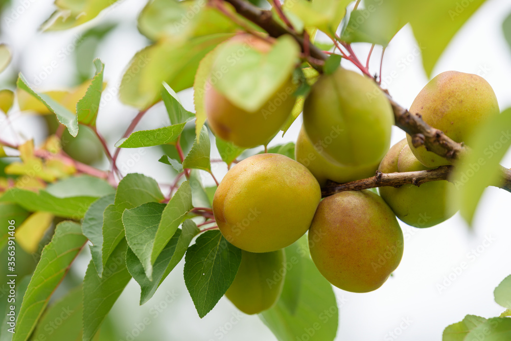 Beginning ripe apricot fruits, Armenian plum, on the branch