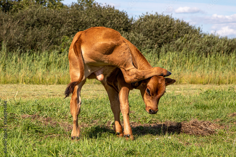 Calf bull with itch, flexible hind leg in neck on head, view from behind, swinging tail, tiny balls Calf bull with itch, flexible hind leg in neck on head, view from behind, swinging tail, tiny balls