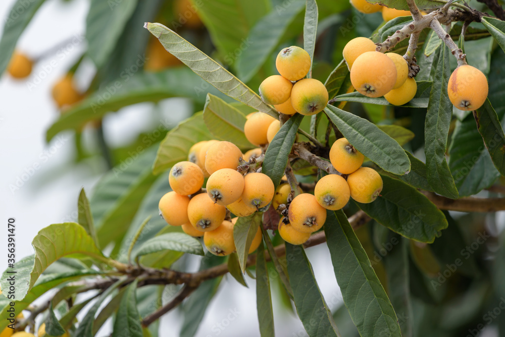 Beginning ripe Japanese Loquat fruits, Eriobotrya japonica, on the branch