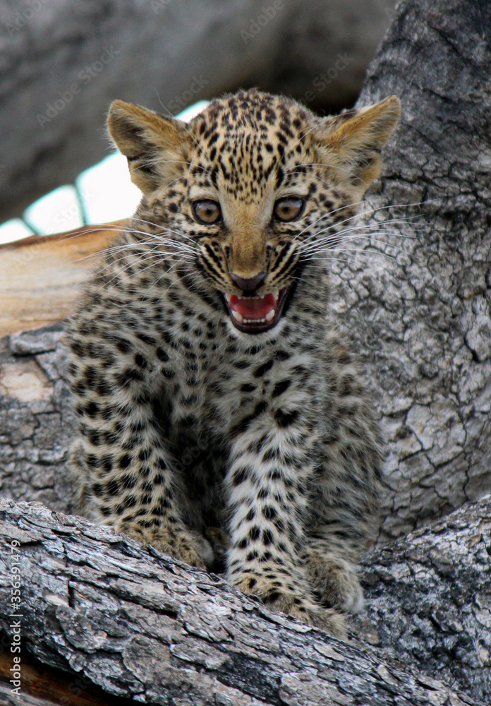 Leopard cub in Botswana