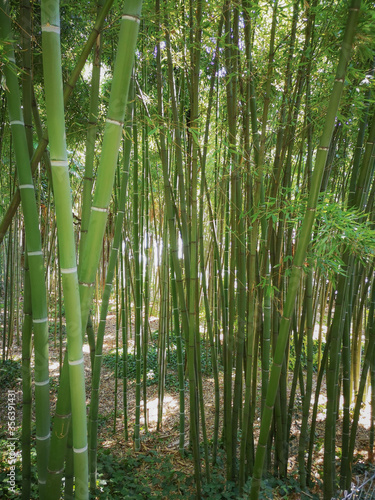 Scenic landscape with bamboo forest background