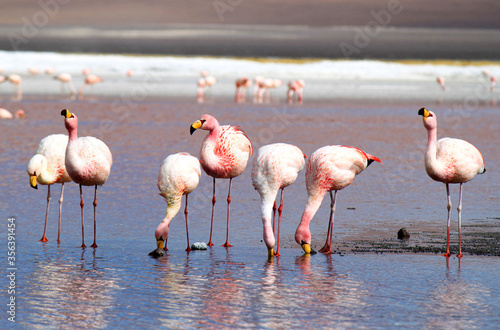 Flamingoes in coloured lake