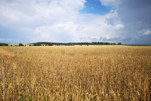 Scene landscape of the field with rye or wheat in the summer with a cloudy sky background