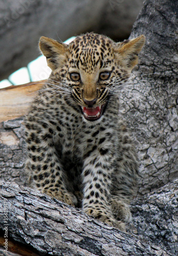 Leopard cub in Botswana