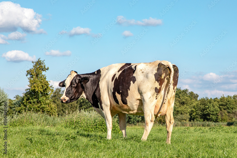 Black and white cow from behind, looking backwards in a green field, under a blue sky with sheep clouds.