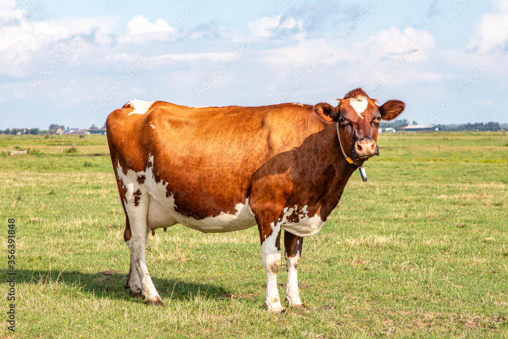 One old fashioned cute red brown dairy cow standing head up and motherly in a pasture with full udder, blue sky and green grass.