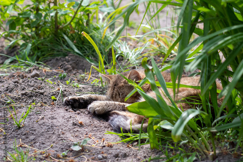 A beautiful cat is resting in the grass. The cat is lying in the garden