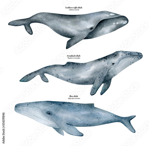 Watercolor whale illustration isolated on white background. Hand-painted realistic underwater animal art. Humpback, Blue, Southern right whales for prints, poster, cards. Antarctic series. photo