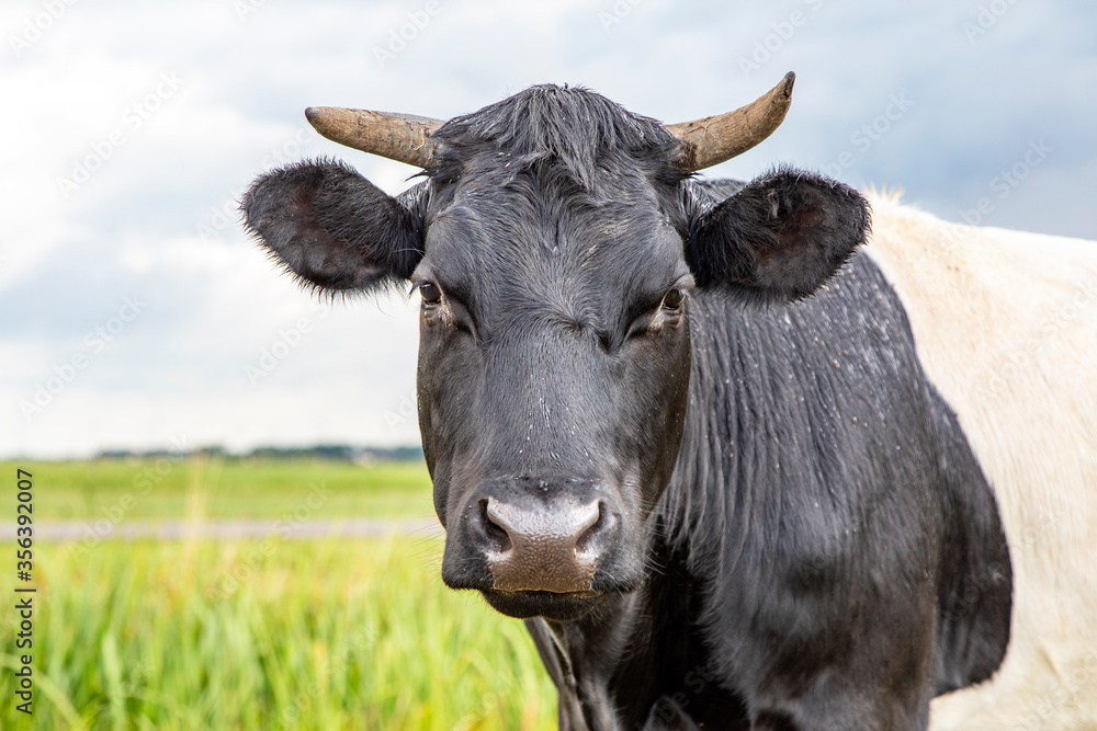 Portrait of a Lakenvelder, a black Dutch Belted cow, with horns, in the field on a sunny day, and with blue sky