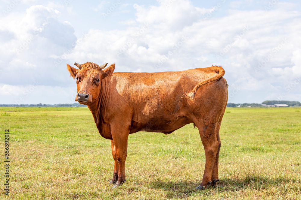One reddish brown young horned cow standing head up shy and proudly in a pasture with blue sky and green grass. One reddish brown young horned cow standing head up shy and proudly in a pasture with blue sky and green grass.