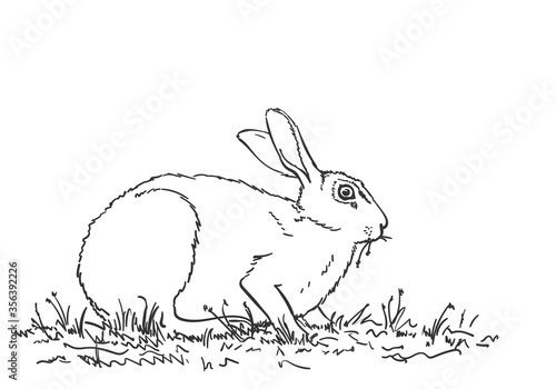 Rabbit eating grass, Hand drawn illustration, vector sketch