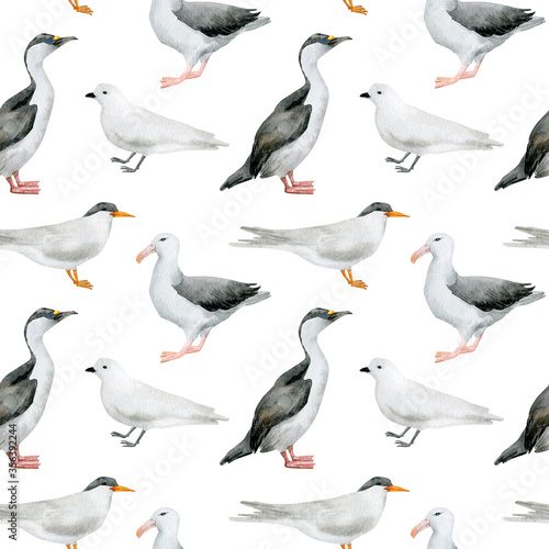 Watercolor seamless pattern with nothern birds. Antarctic tern, Imperial shag, Wandering albatross, Snow petrel. Wild birds for baby textile, wallpaper, nursery decoration. Antarctic series.
