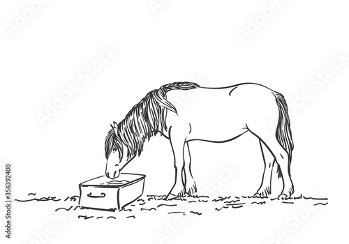 Sketch of horse with long mane is drinking, Vector Hand drawn line art illustration