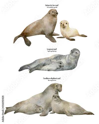 Watercolor illustration with seal isolated on white. Hand-painted realistic underwater animal. Fur seal, Leopard seal, Elephant seal. Marine mammal for poster, nursery decor, cards. Antarctic series.