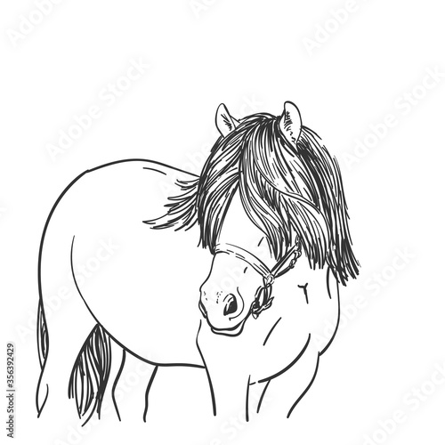 Sketch of horse head with long mane covered eyes, North Swedish Horse breed, Vector Hand drawn illustration