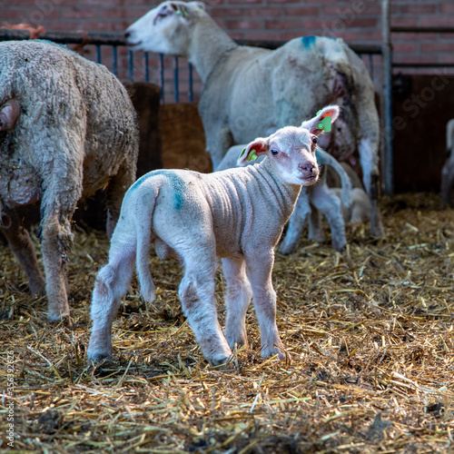 Cute naughty white lamb standing funny in the middle of the stable with straw looking backwards at the camera, full body. photo