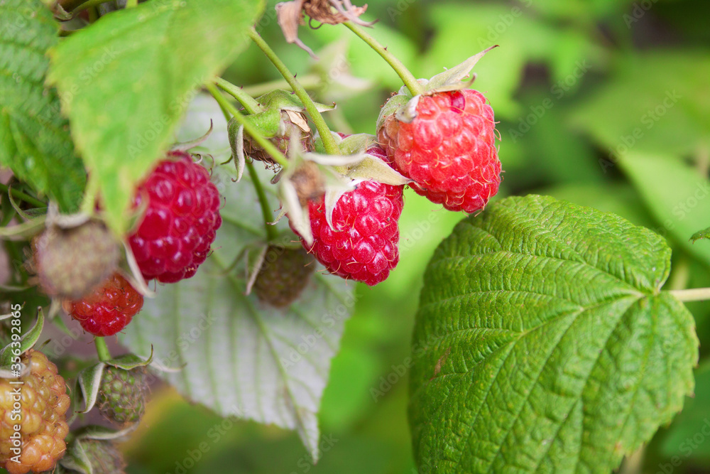 Ripe berries of juicy raspberries in the garden on a bush on a clear summer day. Ripe berries of juicy raspberries in the garden on a bush on a clear summer day.