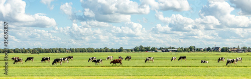 Group of cows grazing in the pasture, peaceful and sunny in Dutch landscape of flat land with a blue sky with clouds on the horizon, wide view photo