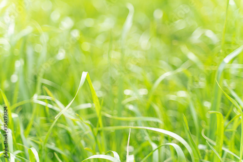 green grass texture. background of green grass with selective focus.