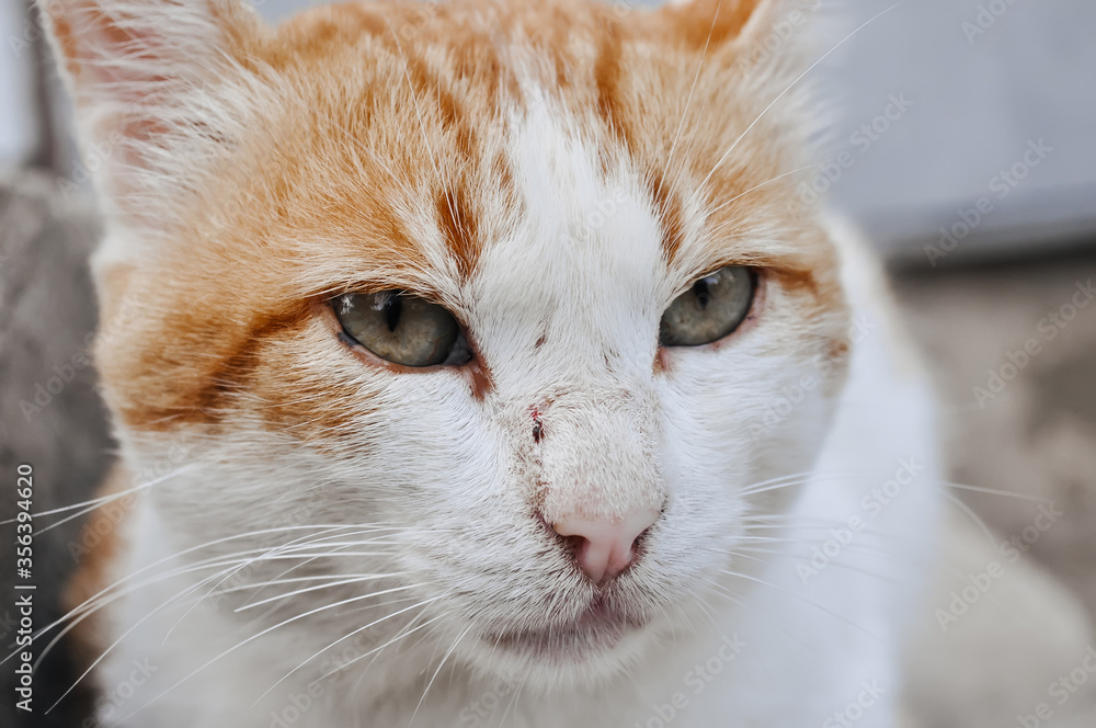 portrait of a red and white cat portrait of a red and white cat