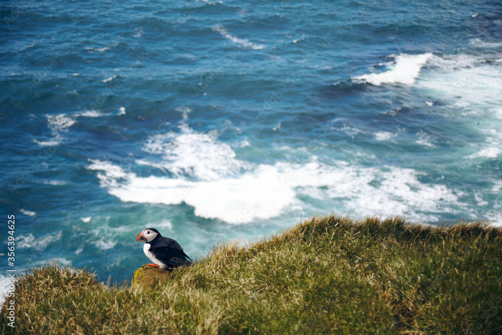 Puffin on the rocks at latrabjarg, the westernmost point in Iceland, on a sunny day. Blue, wavy ocean in the background.