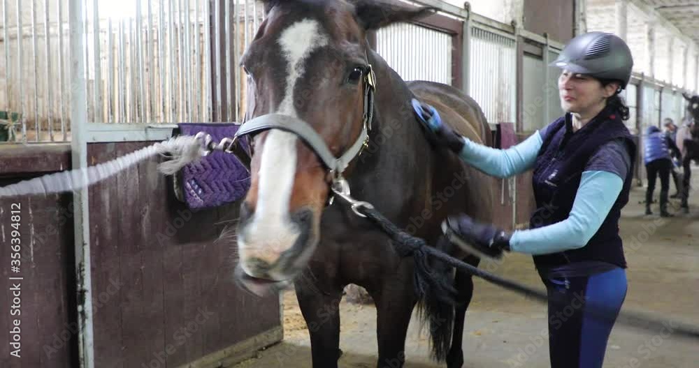 The rider is cleaning his horse before the training The rider is cleaning his horse before the training