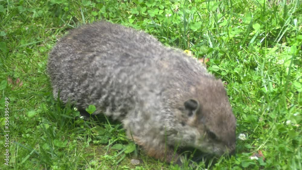 Close up of a groundhog eating grass during a sunny day Close up of a groundhog eating grass during a sunny day