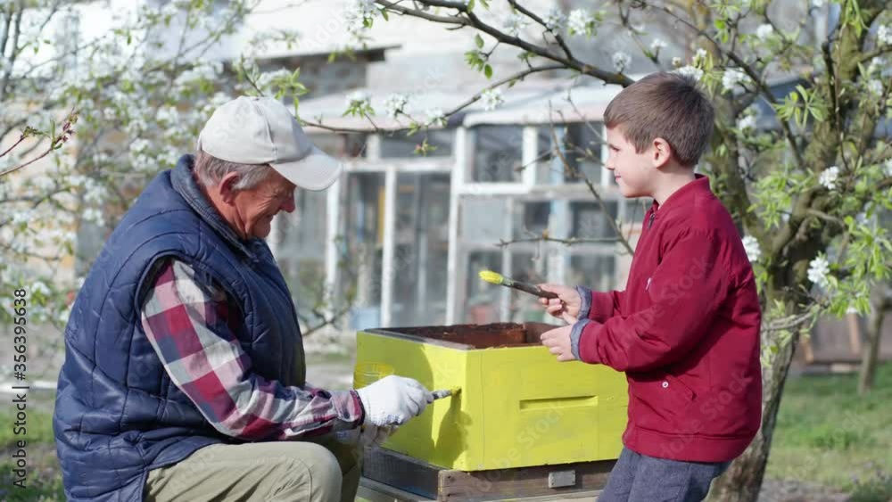 beekeeping, happy friendly relatives, an old man and his grandson work together with paint for wood and paint a wooden hive for bees preparing beehive for summer season on warm sunny day beekeeping, happy friendly relatives, an old man and his grandson work together with paint for wood and paint a wooden hive for bees preparing beehive for summer season on warm sunny day