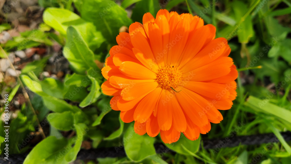 Closeup of the Orange Daisy flower on the green background Closeup of the Orange Daisy flower on the green background