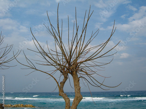 Fig tree without leaves on the beach, sea, small waves and blue sky with clouds photo